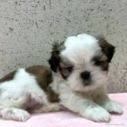 cachorro