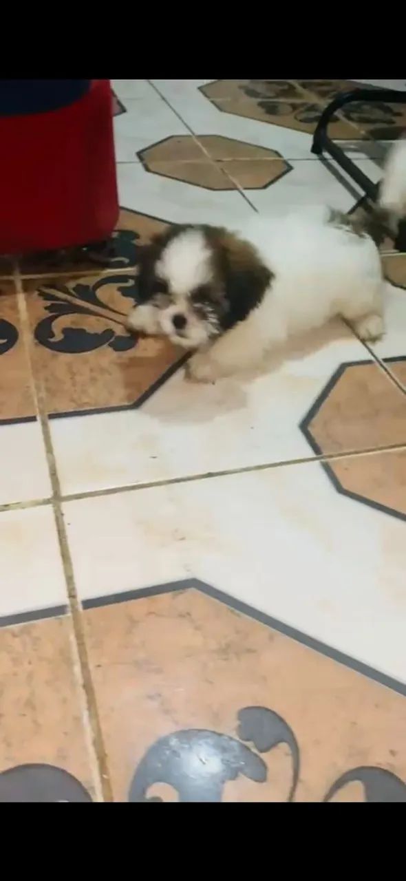 Cachorro  - Foto 2
