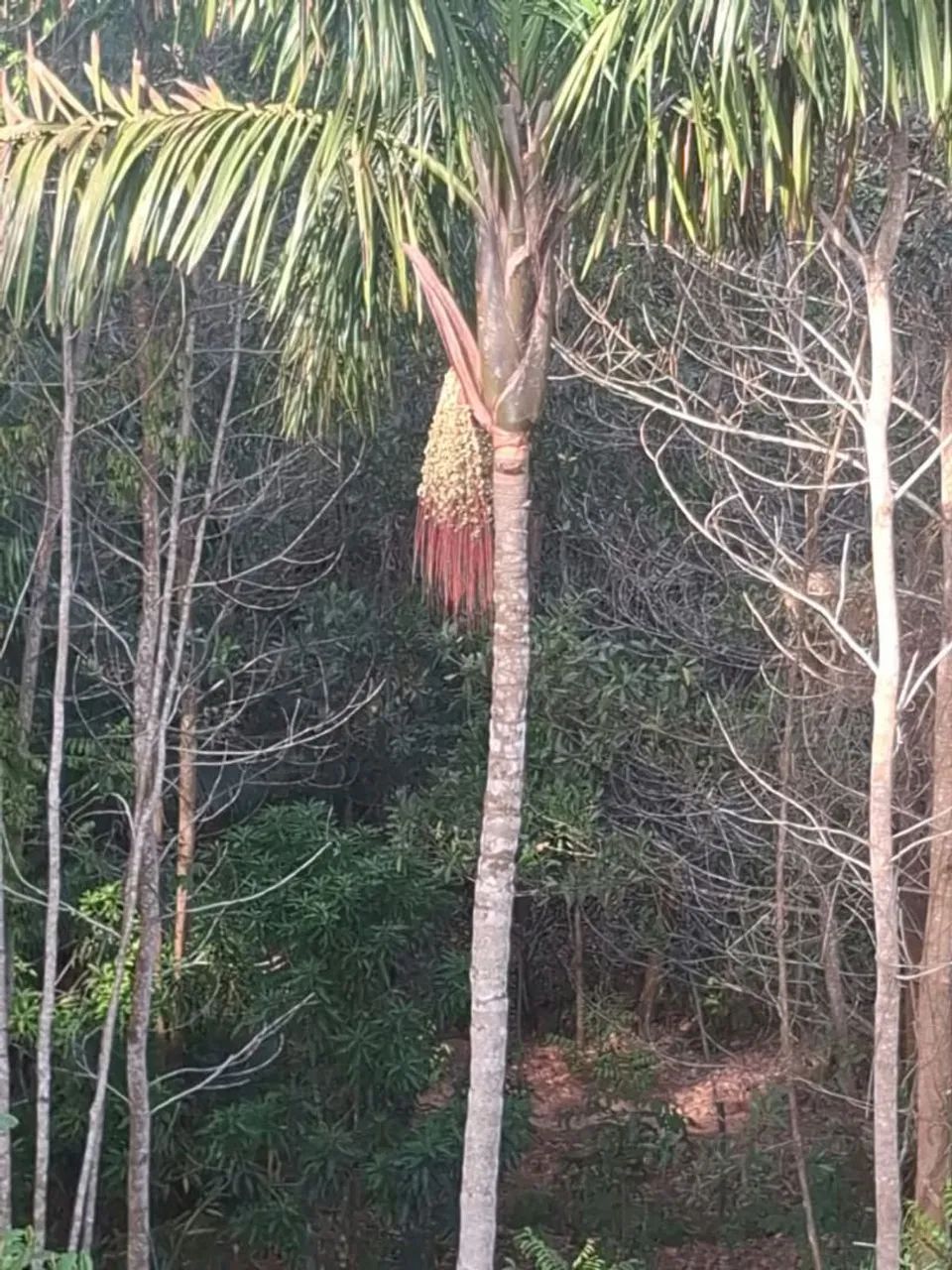Terreno - Foto 5