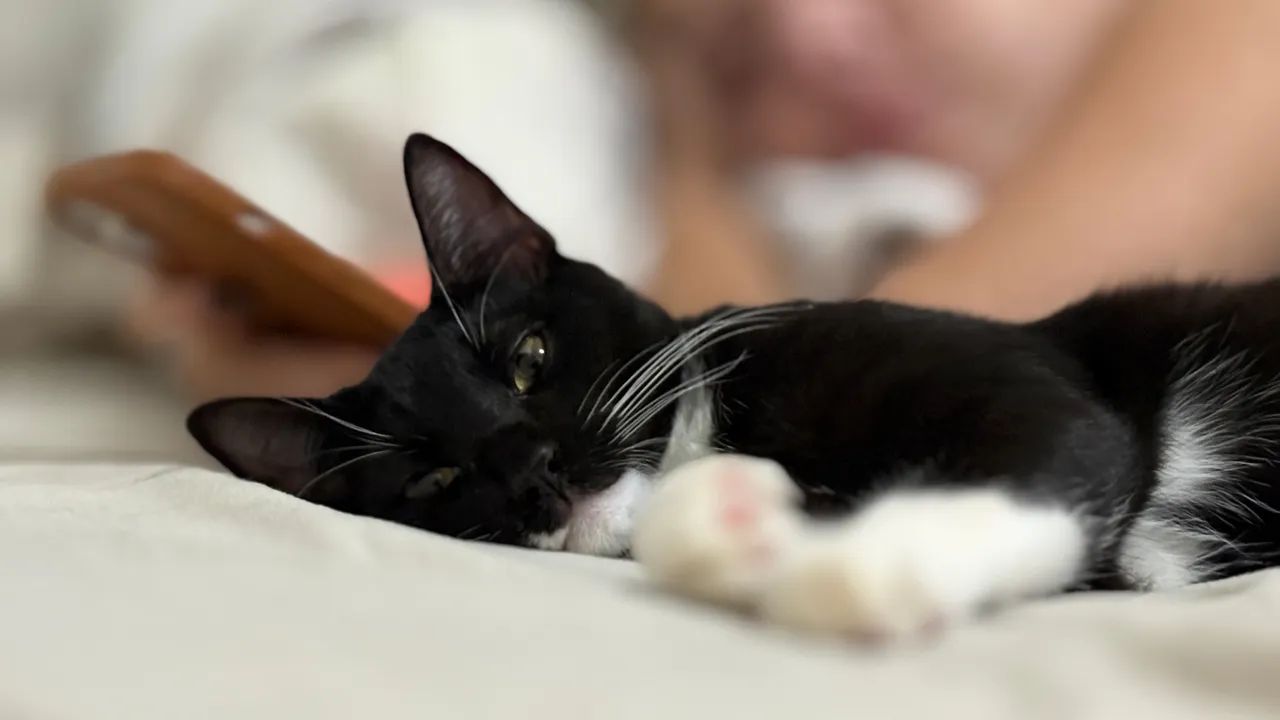 Gatinho carente preto e branco 8 meses - Foto 2