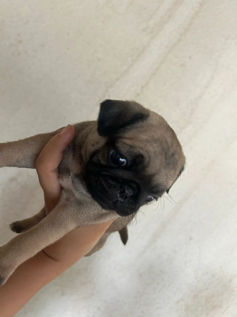 Pug - Foto 5