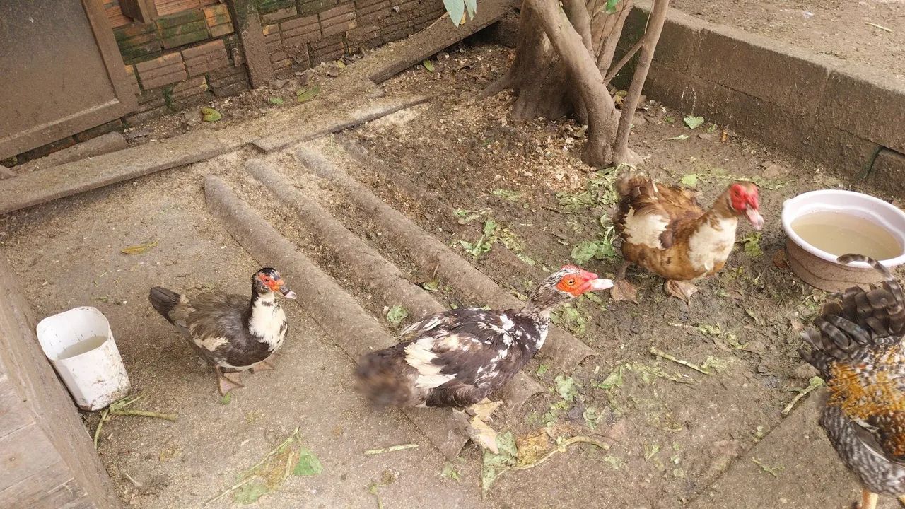 Vendas de patos e patas - Foto 2