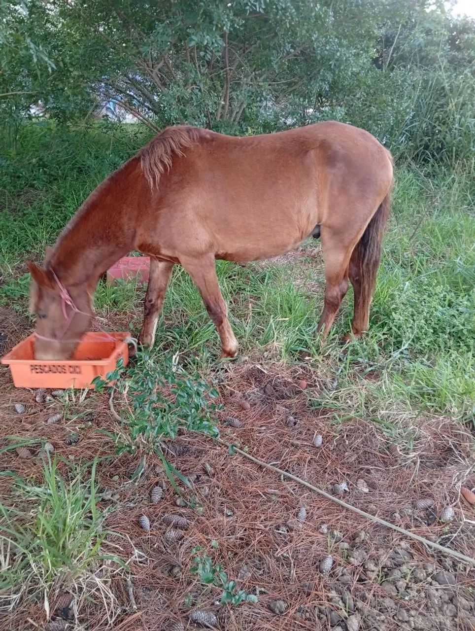 Cavalo - Foto 4