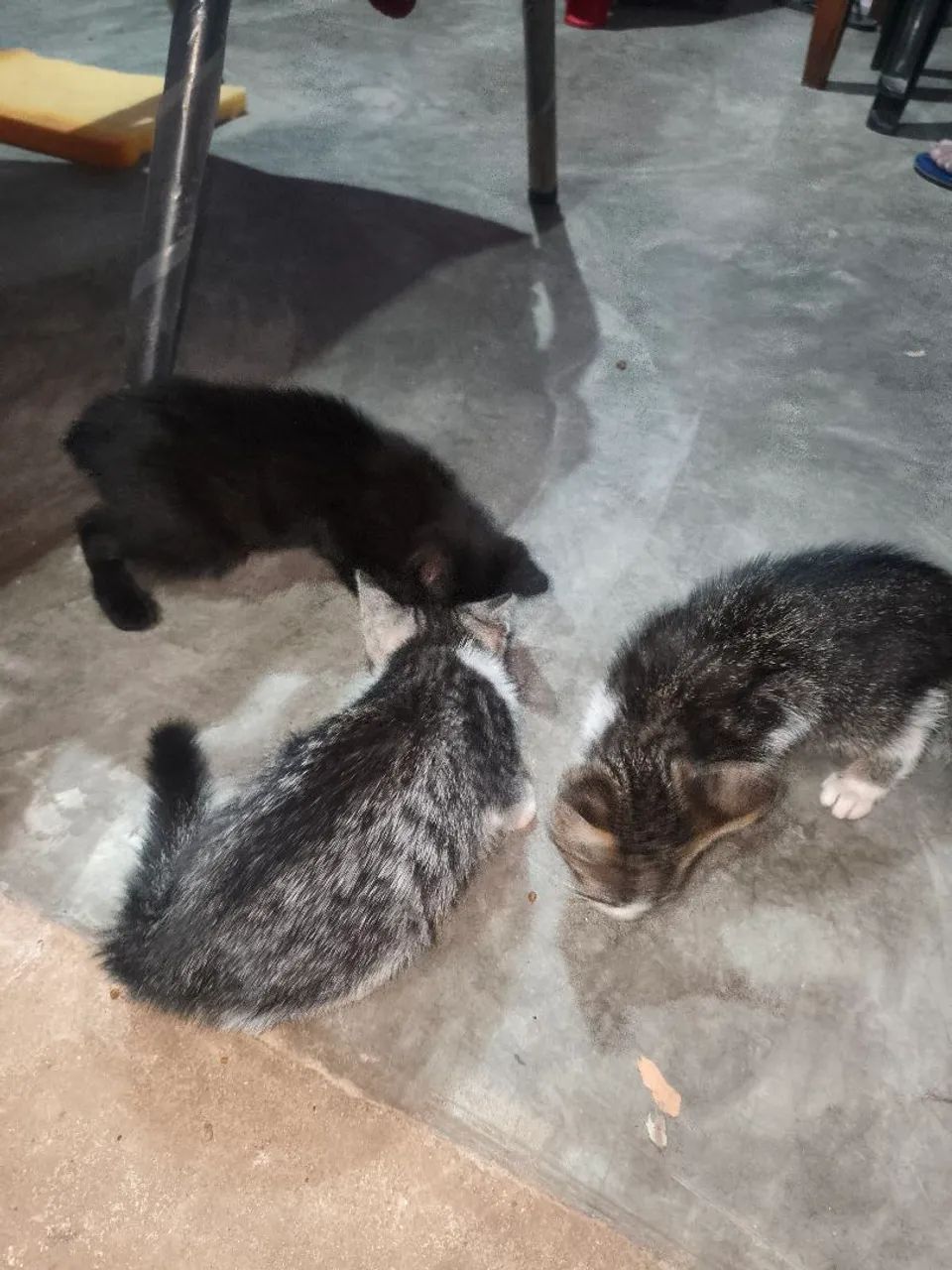 Doe se gatinhos 