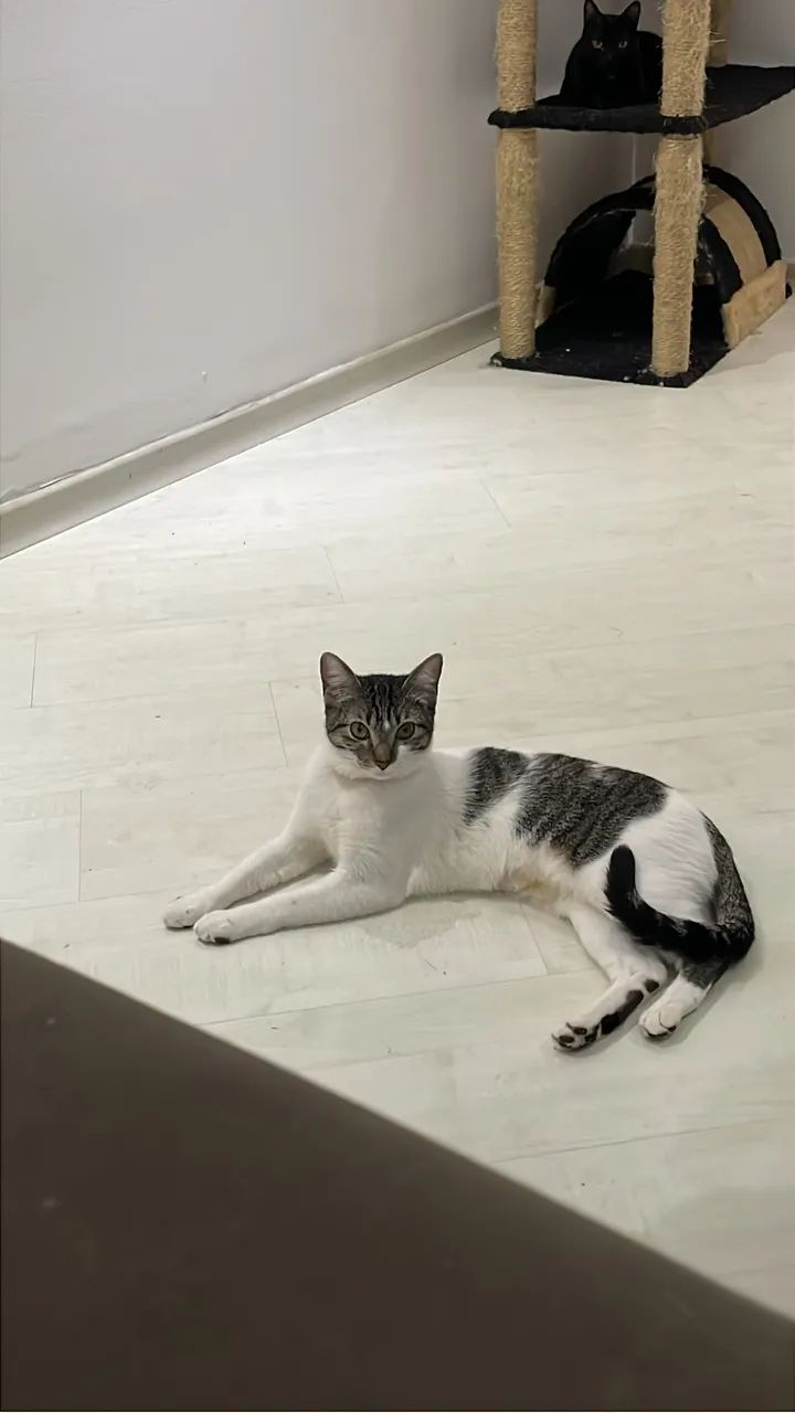Gata Castrada - Foto 3