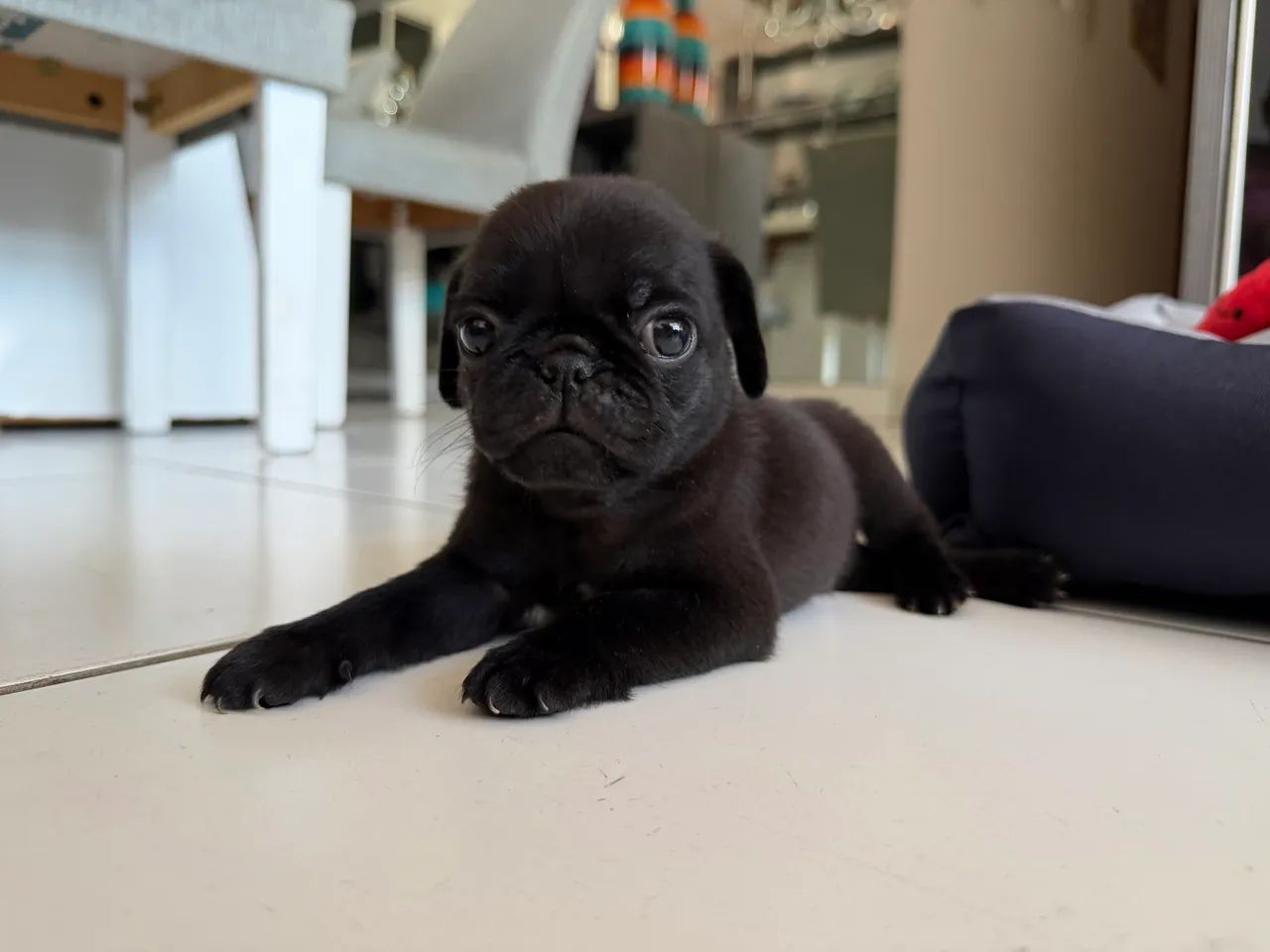 ? PUG PRETO ? LINDO E RARO! ? Macho  - Foto 2