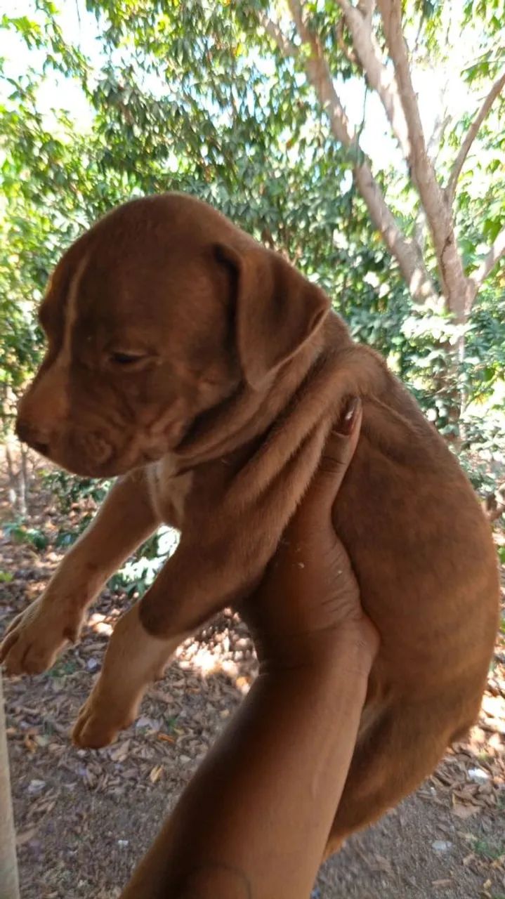 Filhote de Pitbull puro  - Foto 4