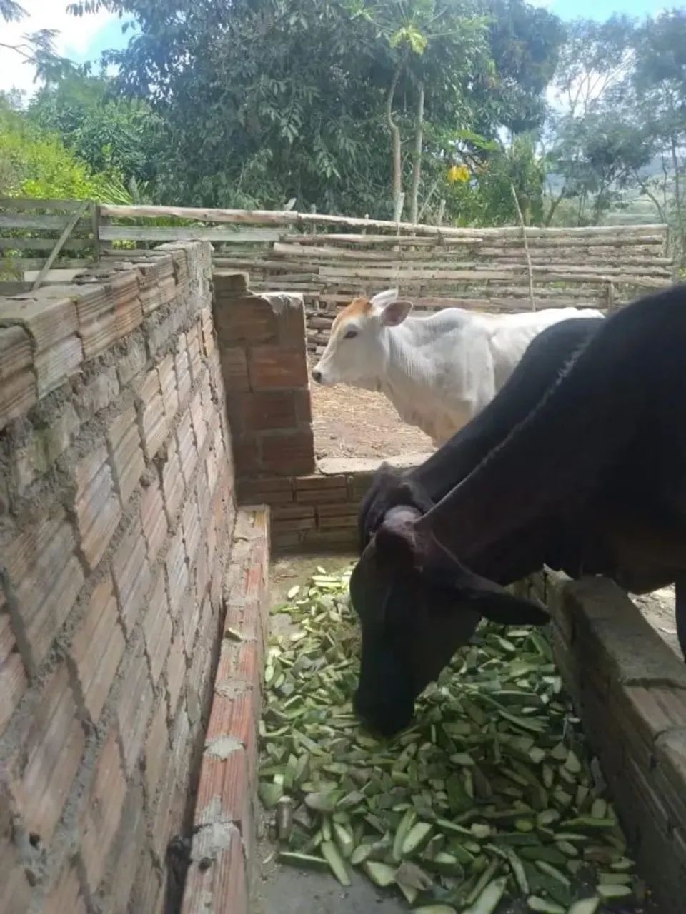 Sítio com 2.5 hectares pronto para morar. - Foto 5