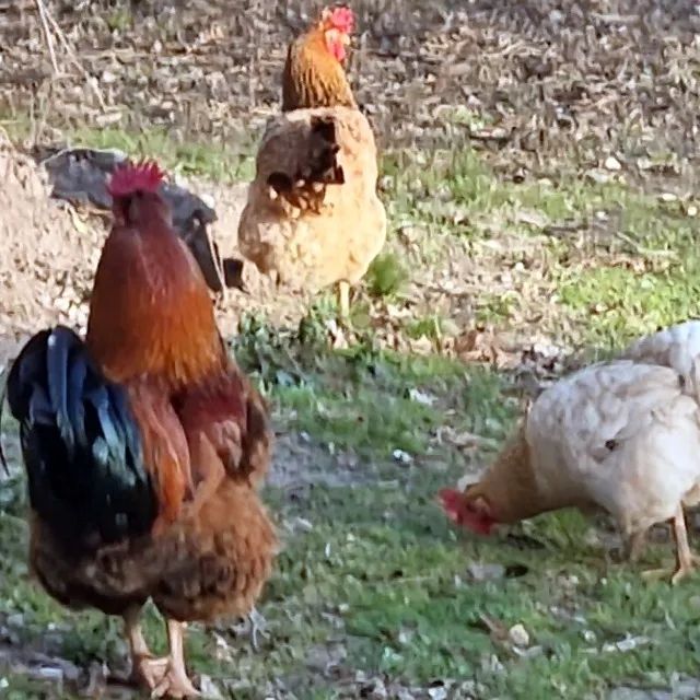 Galinha Caipira Gaúcha - Ovos Verdes e Azuis - Foto 5