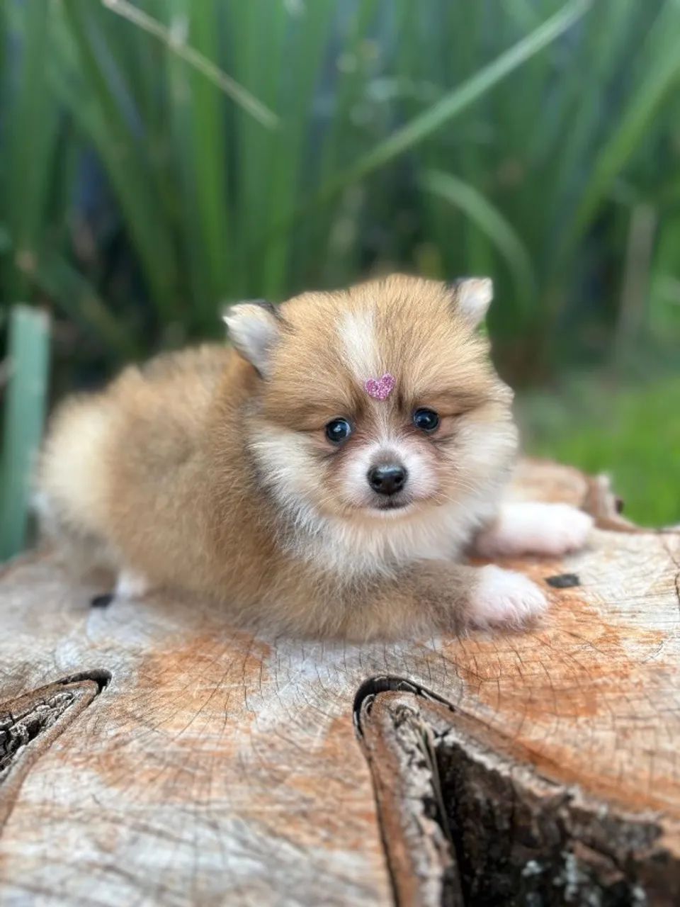 Spitz alemão 