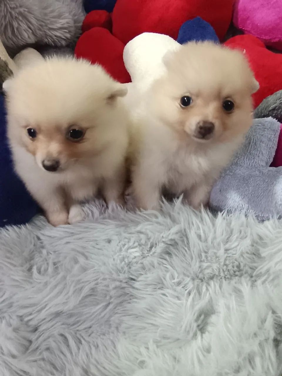 Spitz macho branco - Foto 4