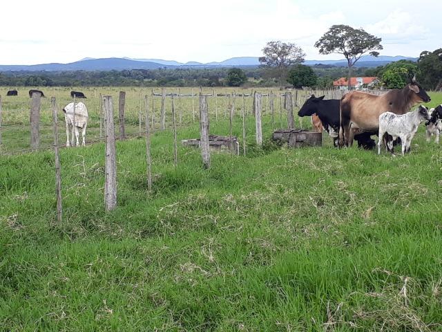 Confinamento ou Laticínio na comunidade olho d"agua na BR 364 a 30 km de Cuiabá - Foto 11