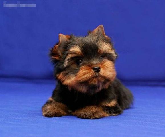 Yorkshire terrier micro e padrão disponível
