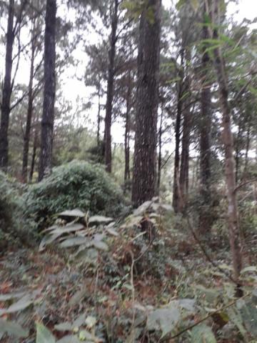 8271 | fazenda à venda em guarapuava - pr - Foto 2