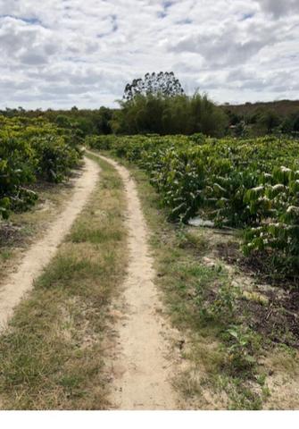 Fazenda Montanha - Foto 10