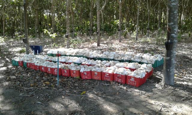 Fazenda Montanha - Foto 13