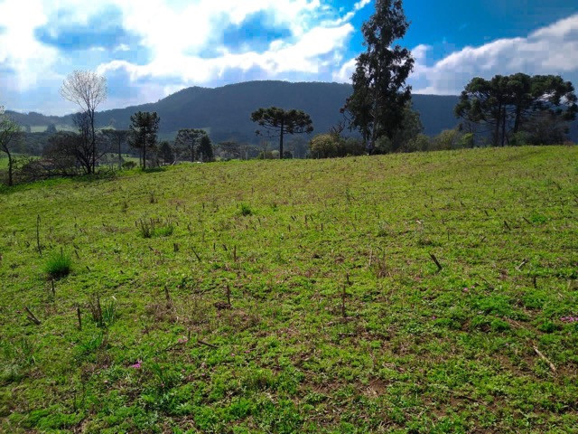 Sítio Terreno - Foto 4
