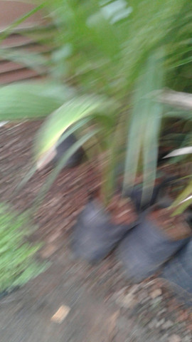 Grama e mudas de eucalipto-Frutíferas frutos, limão,ponkan, etc.- montamos seu pomar- - Foto 6