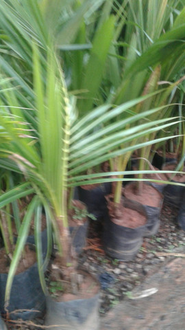 Grama e mudas de eucalipto-Frutíferas frutos, limão,ponkan, etc.- montamos seu pomar-