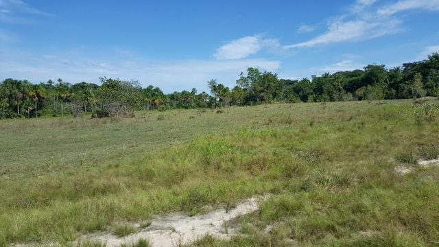 Fazenda de 1500 hectares em Alto Alegre/RR, ler descrição do anuncio - Foto 4