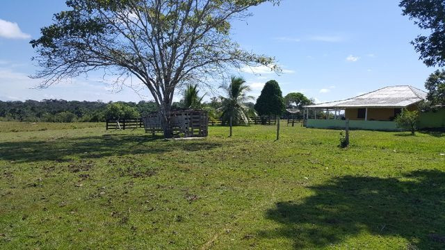 Fazenda de 1500 hectares em Alto Alegre/RR, ler descrição do anuncio - Foto 10