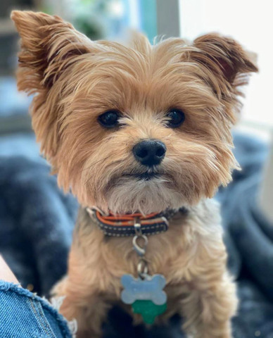 Yorkshire terrier lindos filhotes