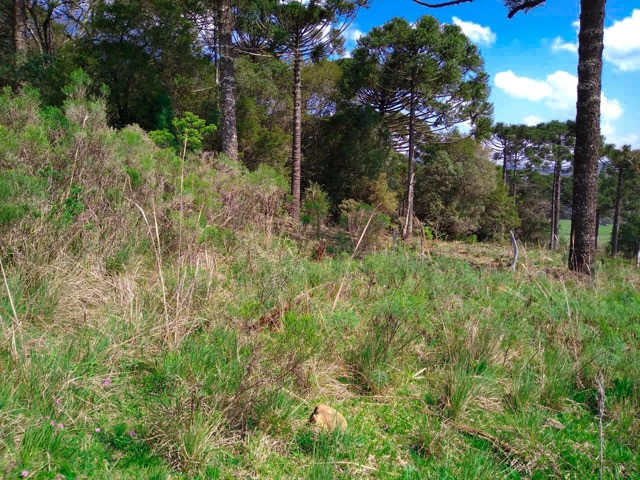 Sítio Terreno - Foto 15