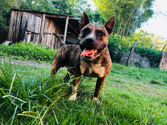 Pitbull