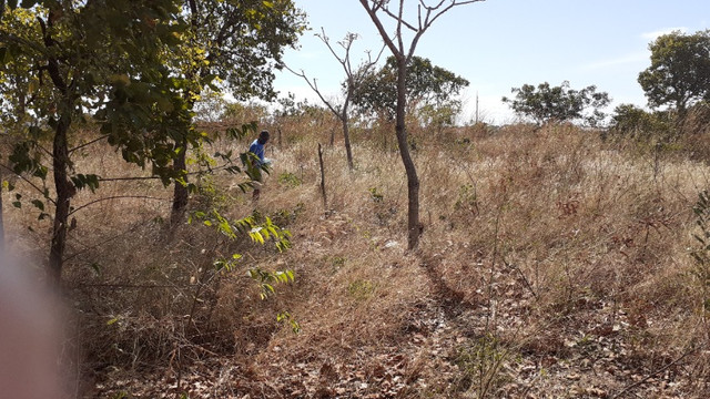 Terrenos - Foto 4