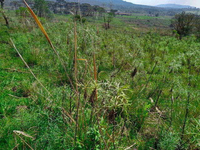 Sítio Terreno - Foto 16