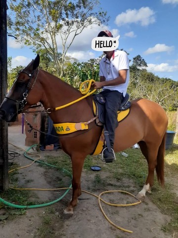 Égua mangalarga marchador top de sela 