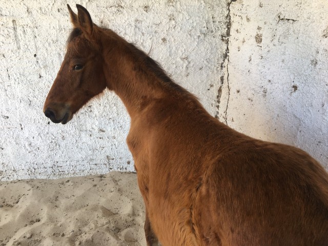 Potro Mangolina gigante 7 meses