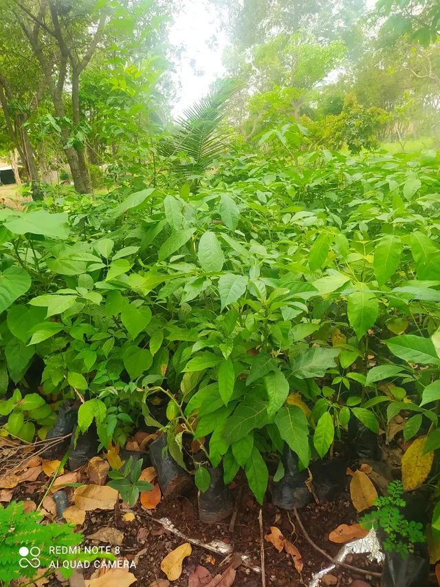 MUDA DE REFLORESTAMENTO   - Foto 3