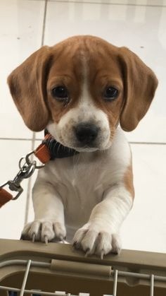 Beagle 