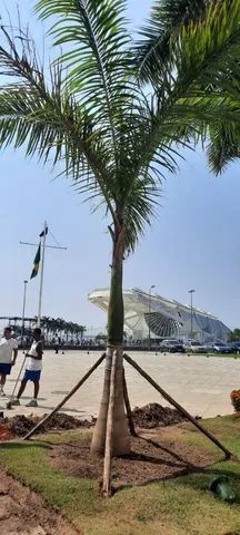 Palmeiras imperiais. - Foto 4