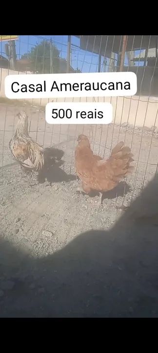 Casal de Galinhas Ameraucana