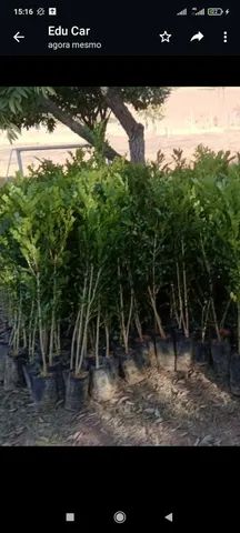 Mudas de murta grande - Foto 2