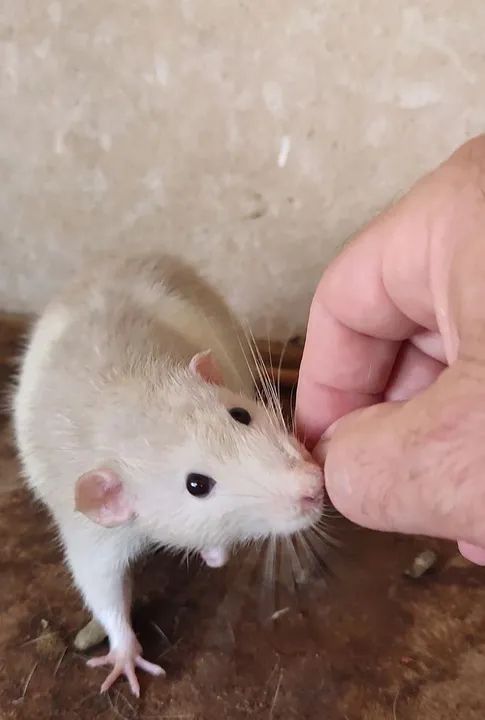 Dumbo e Twister  - Foto 2