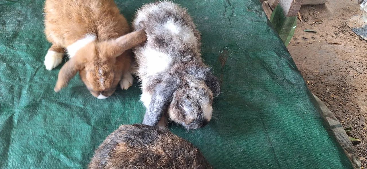 Vendo coelhos adultos mini lop  - Foto 2
