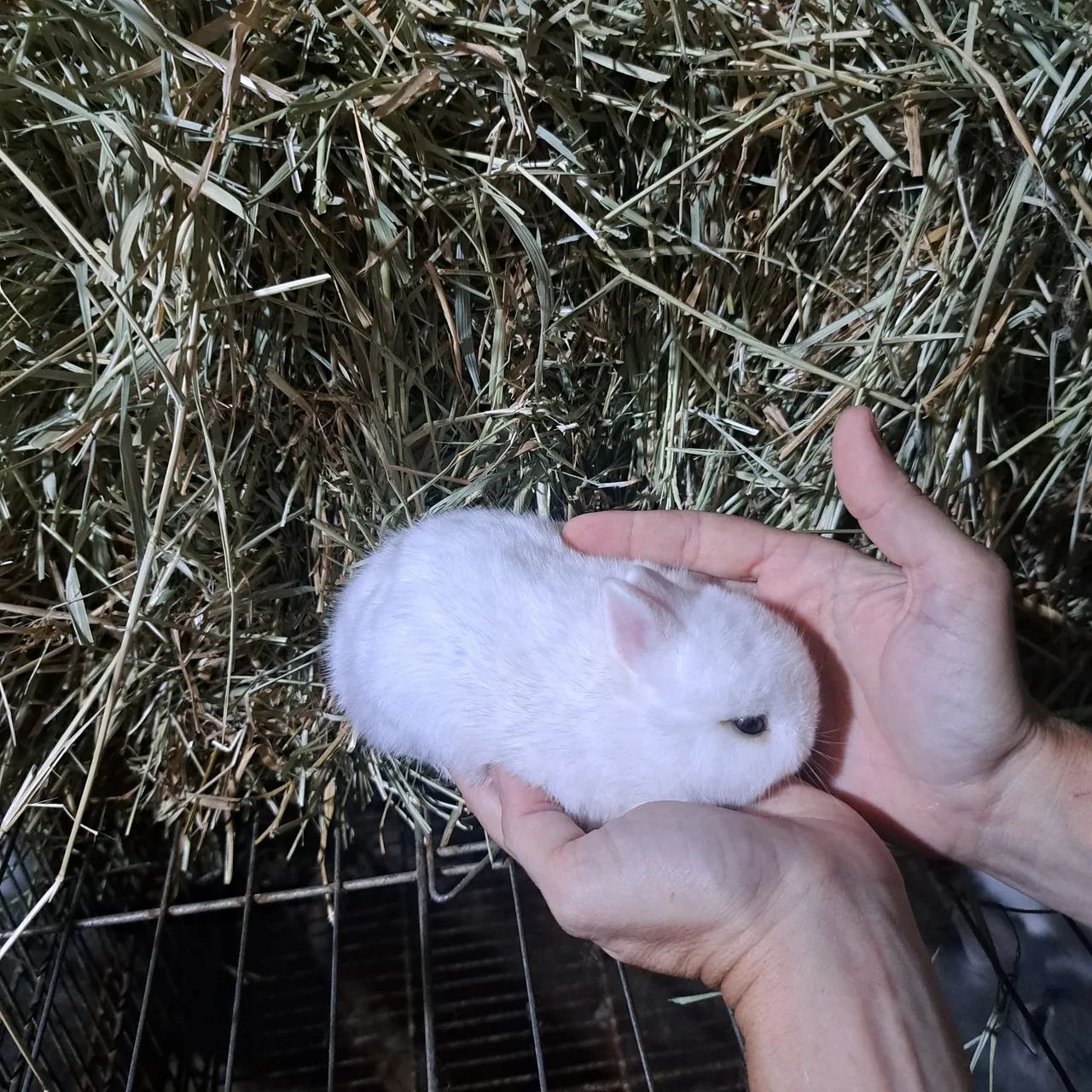 Filhotinhos de coelho anão  - Foto 2