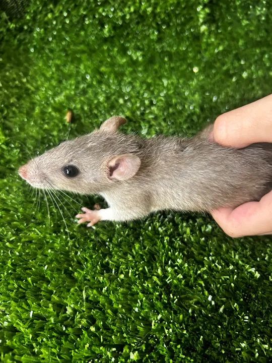 Rato Twister - criação saldavel - Foto 6