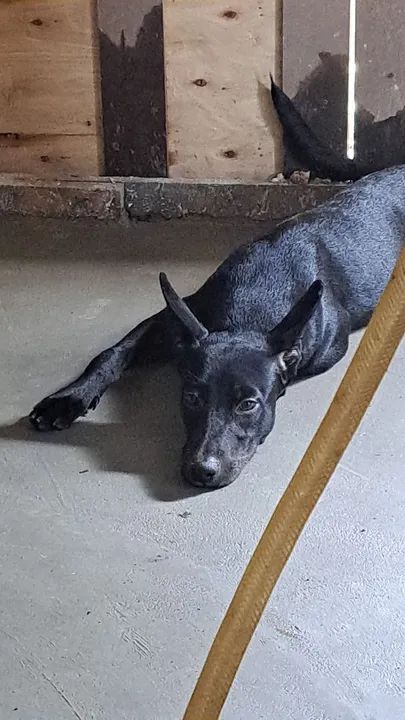 Cachorro preto para adoção
