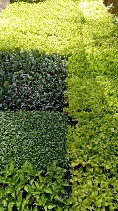 Mudas de Alface prontas para o plantio - Foto 2