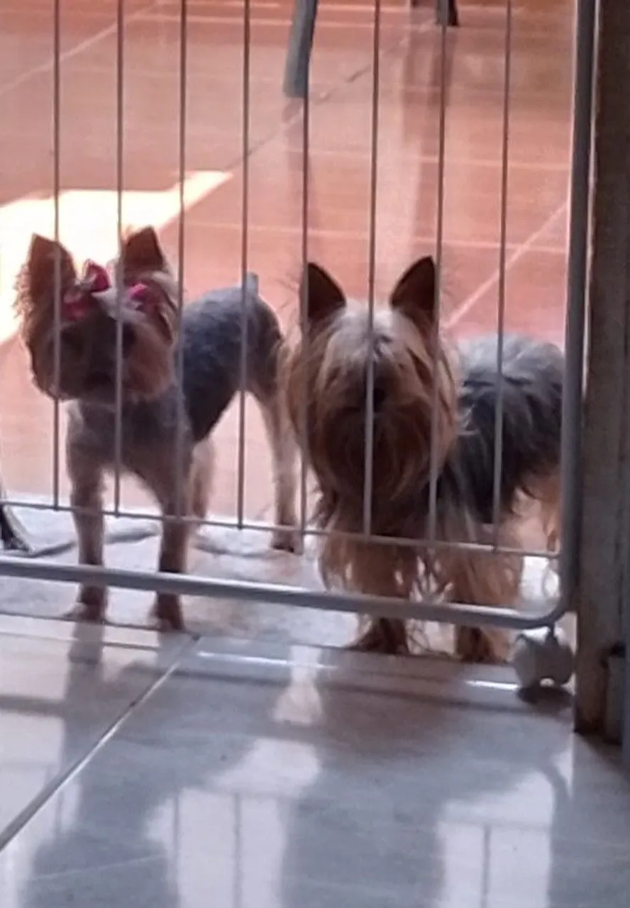 Yorkshire Terriers Charmosos e Lindos!