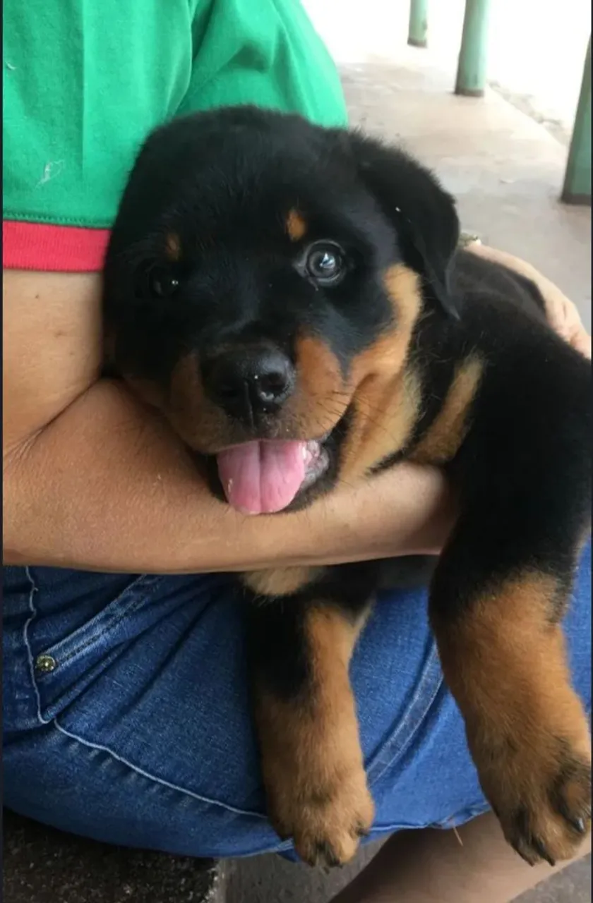 Filhote de Rottweiler - Puro Sangue