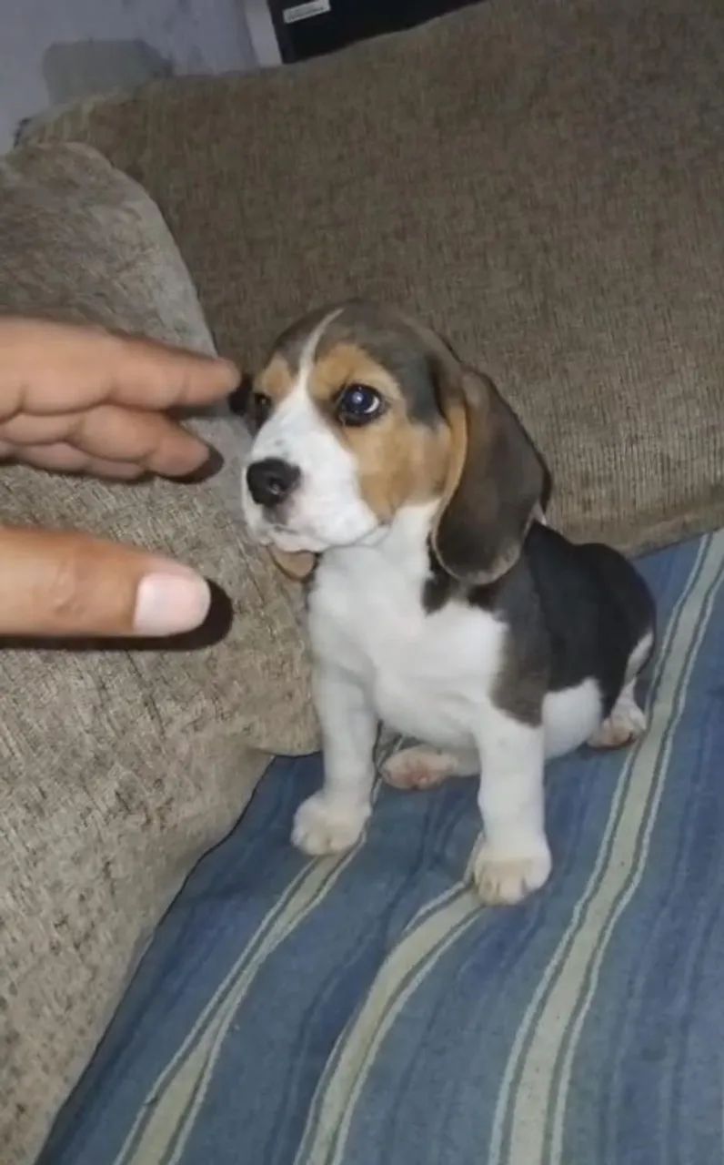 Beagle