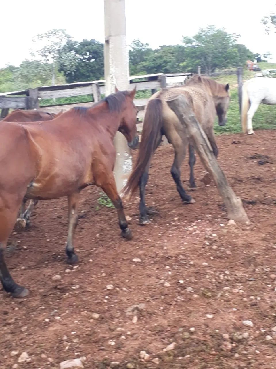 Equinos a Venda - Foto 2