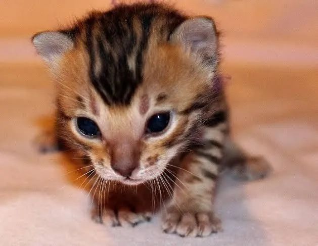 Bengal Pelagem Tricolor