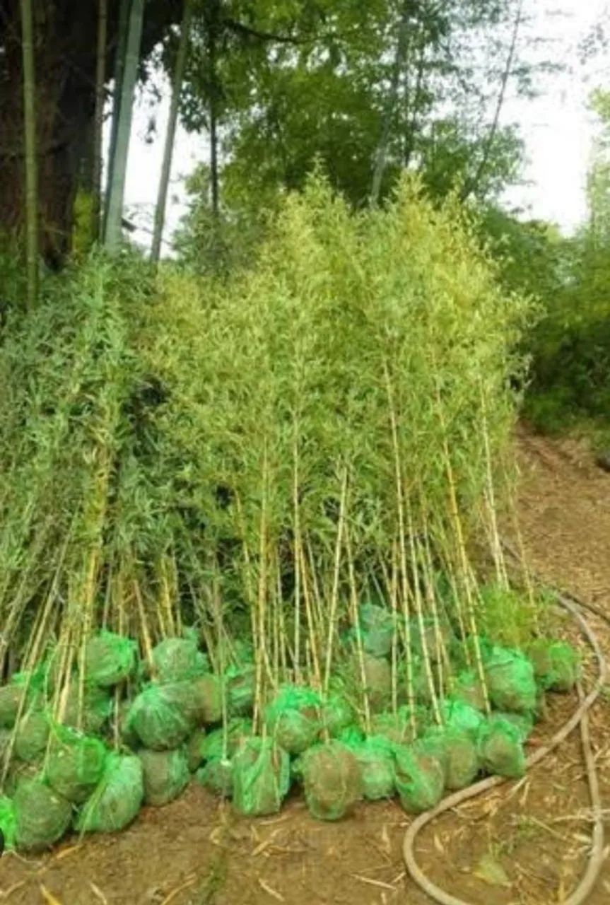 Vendo Bambu Ornamental  - Foto 2