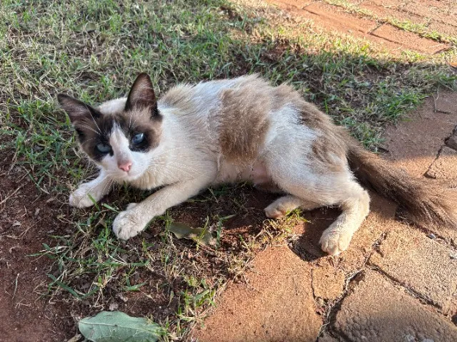 Gatinhos para Adoção